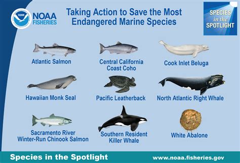 endangered fish species|Endangered Species Conservation: Fish .